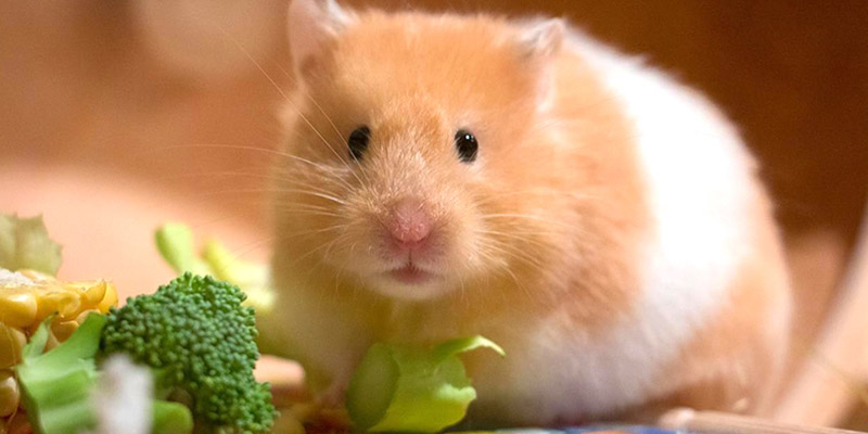 Cách theo dõi và điều chỉnh chế độ ăn cho chuột hamster