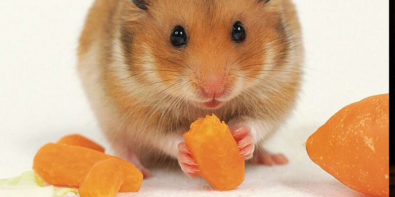 Lượng thức ăn phù hợp trong chế độ ăn cho chuột hamster