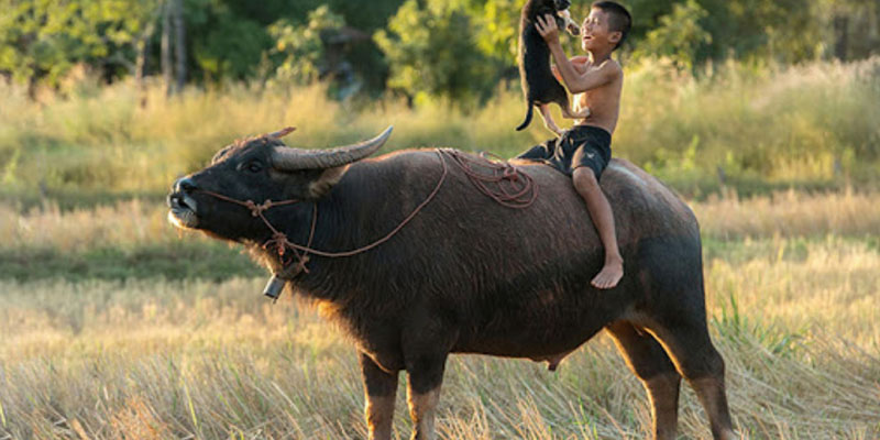 Thức Ăn Cho Trâu: Bí Quyết Giúp Trâu Khỏe Mạnh