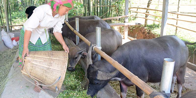 Những loại thức ăn chính cho trâu